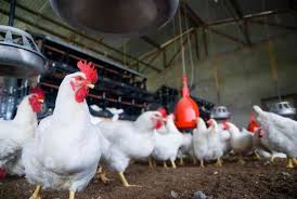 Broilers Feed