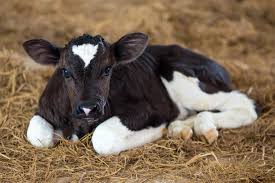 Calf Starter